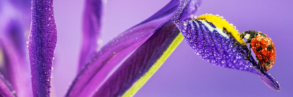Scatto macro di una coccinella con gocce d'acqua su un fiore viola.